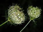 هویج وحشی